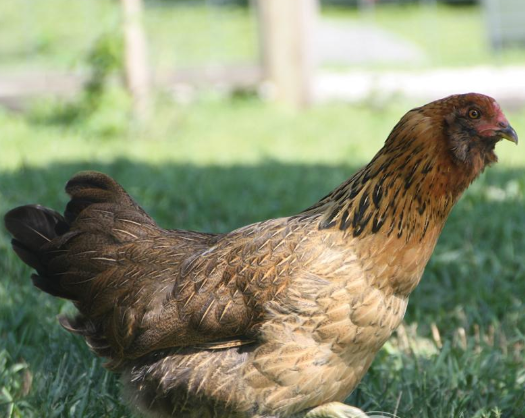 Ameraucana Chicks - Out of Stock