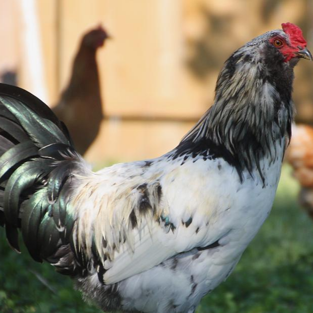 Ameraucana Hatching Eggs