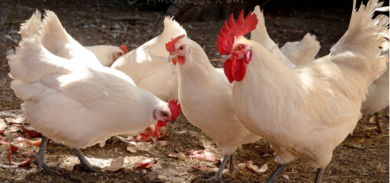 Purebred Bresse Hatching Eggs