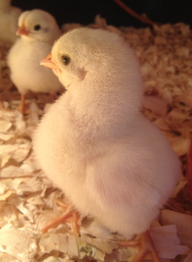 Purebred American Bresse chicks