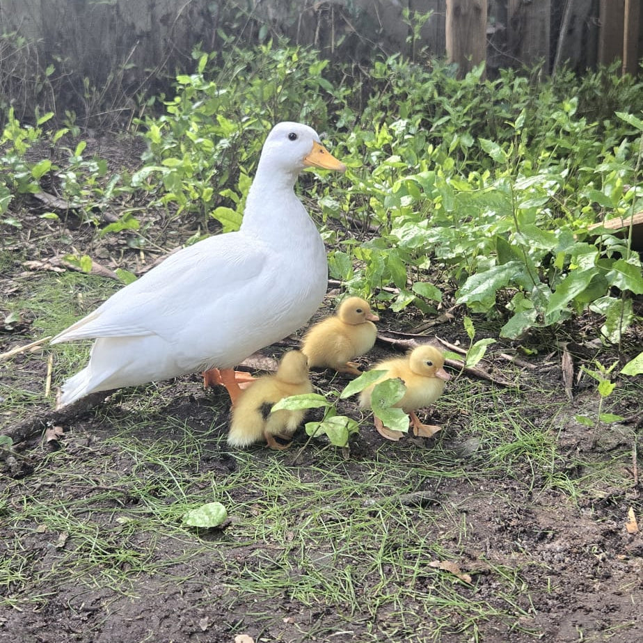 Purebred White Call Ducklings Straight Run - taking orders for Feb 2026