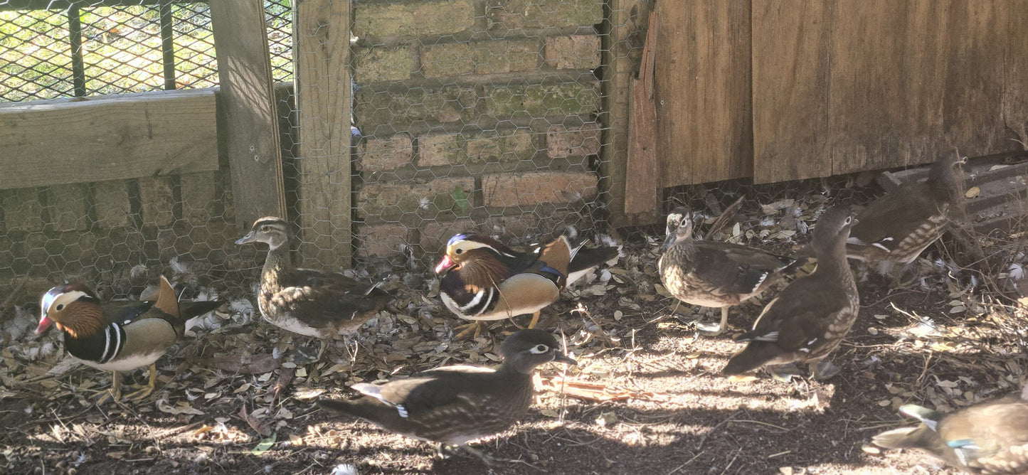 Mandarin Ducks for Sale. Available NOW!