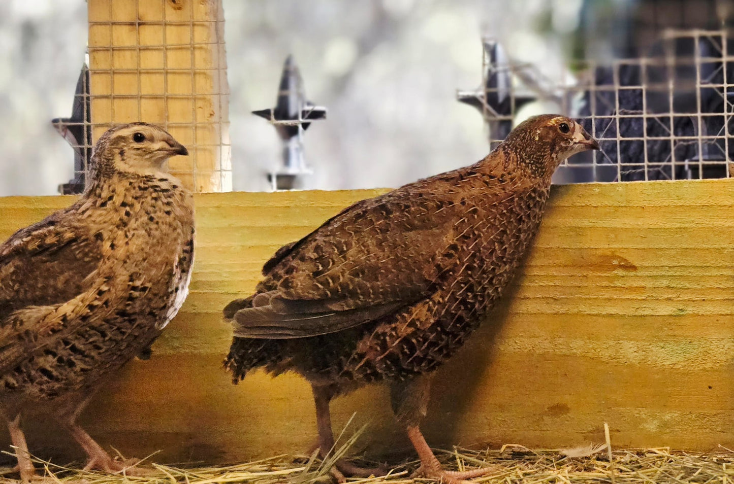 Celadon Coturnix Quail - True Blue Egg Layers - Available Now!