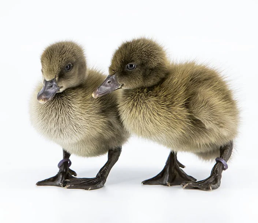 Purebred Khaki Campbell Hatching Eggs