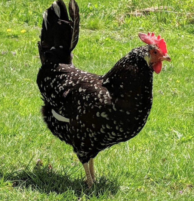 Ancona Hatching Eggs - Out of Stock