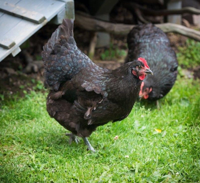 Black Australorp Hatching Eggs - Out of Stock