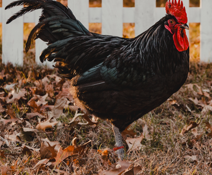 Purebred Black Australorp Chicks - Available Now!