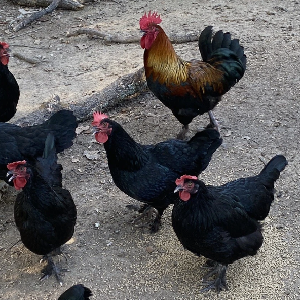 French Black Copper Maran