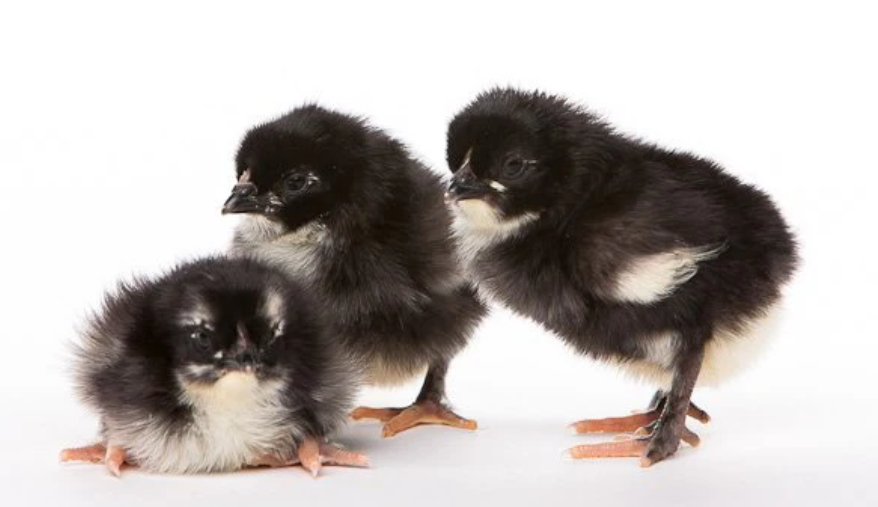 French Black Copper Maran Chick - OUT OF STOCK
