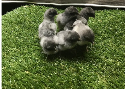 Blue Bresse Hatching Eggs