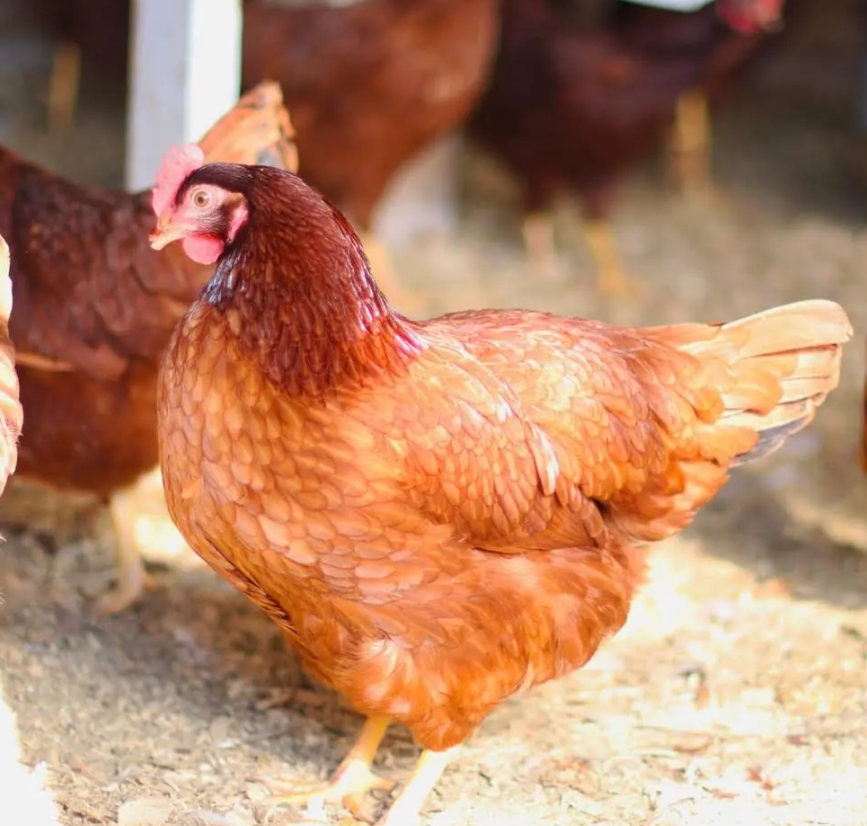 Purebred Rhode Island Red Hatching Eggs