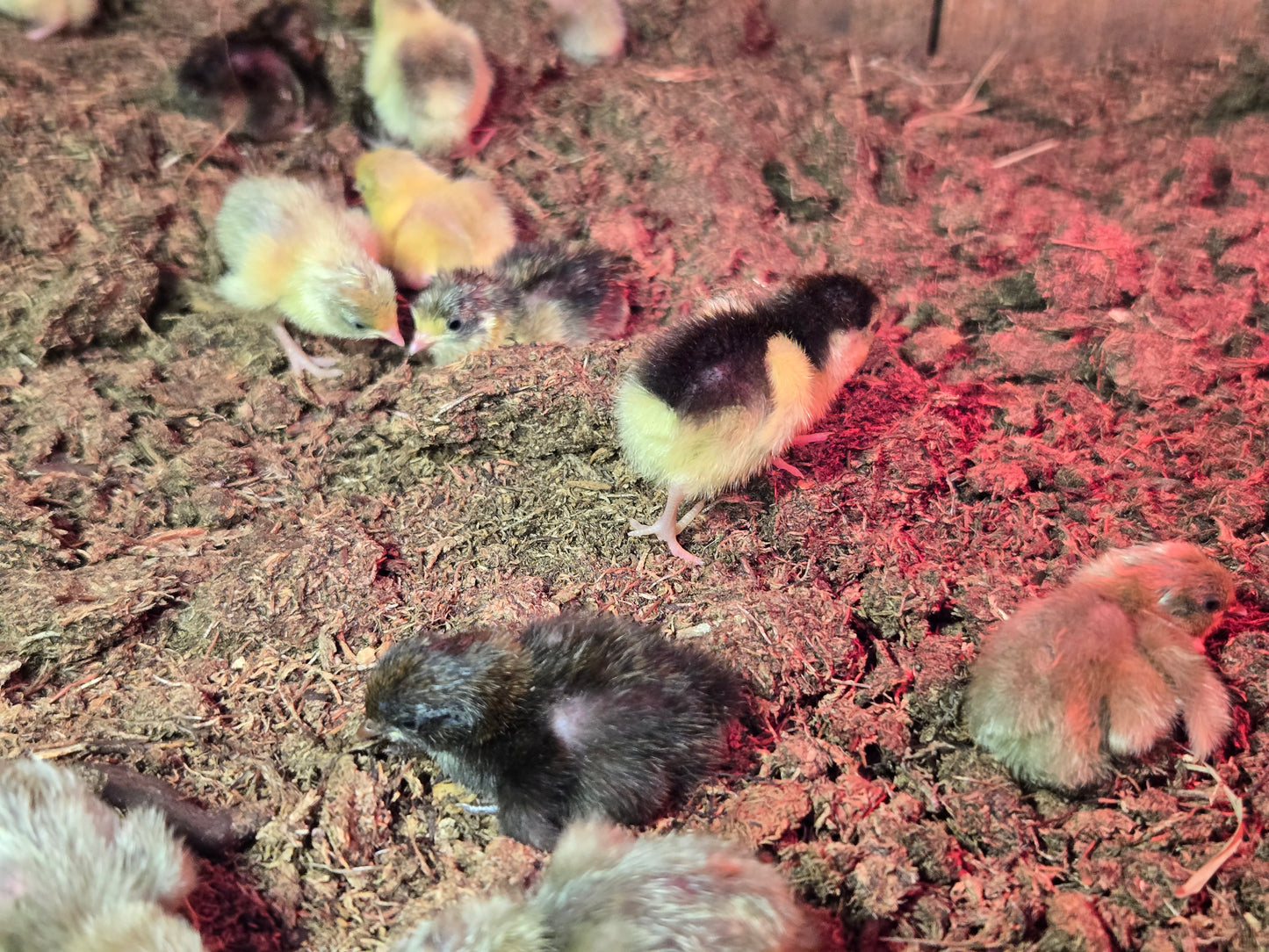 Chinese Painted Button Quail - Rare Colors! Available Now!