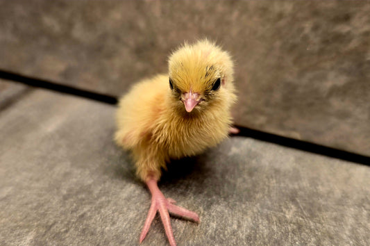 Celadon Coturnix Quail - True Blue Egg Layers - Available Now!