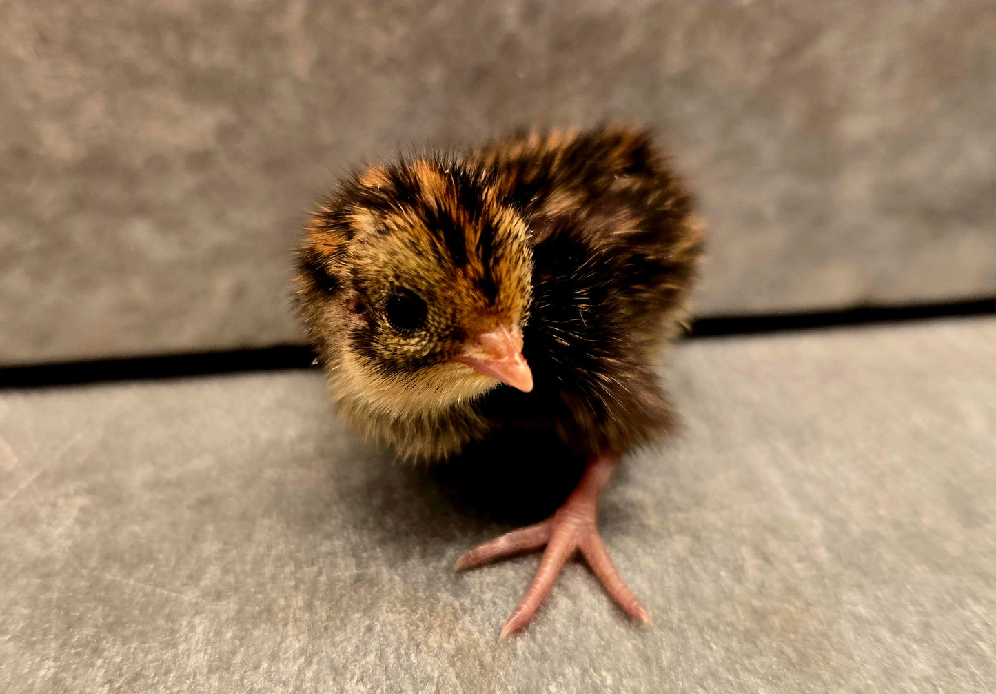 Celadon Coturnix Quail - True Blue Egg Layers - Available Now!