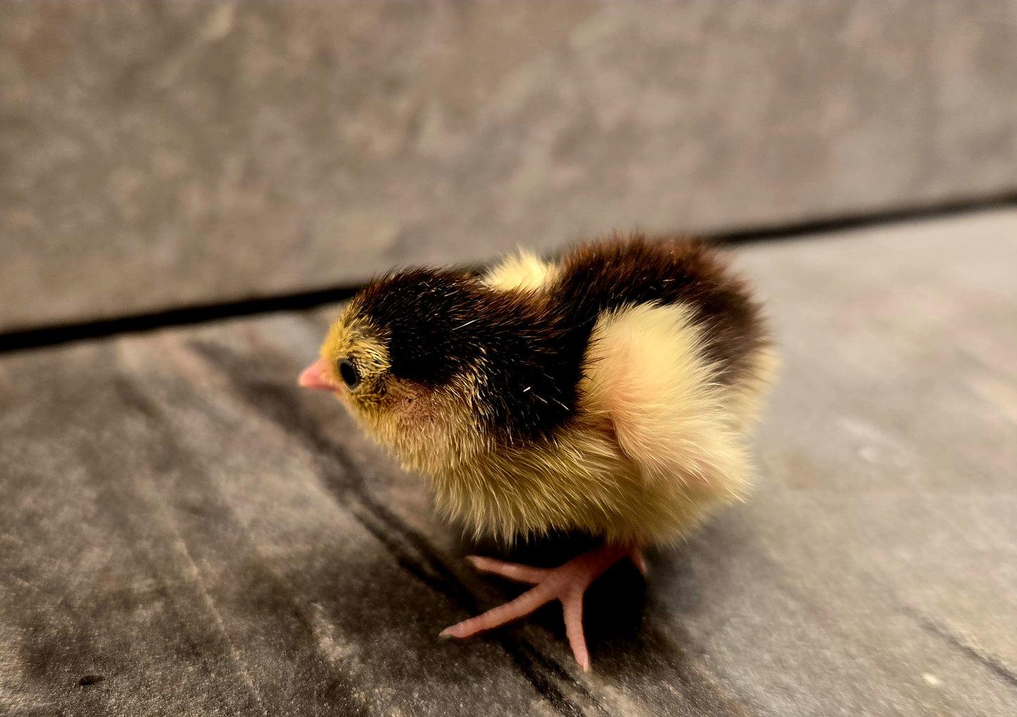 Celadon Coturnix Quail - True Blue Egg Layers - Available Now!