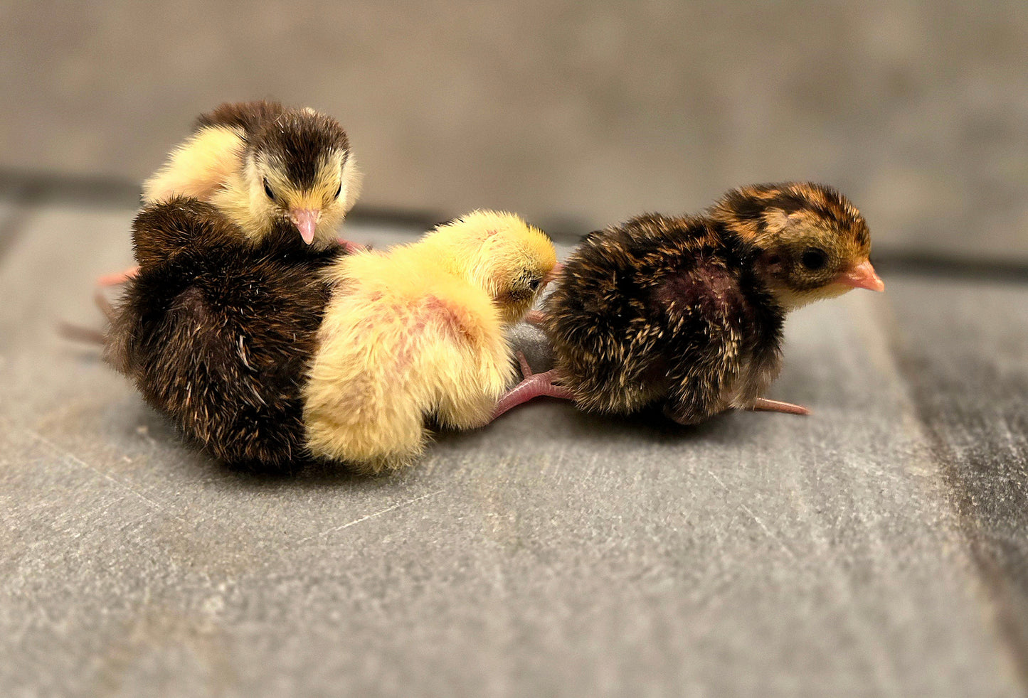 Celadon Coturnix Quail - True Blue Egg Layers - Available Now!