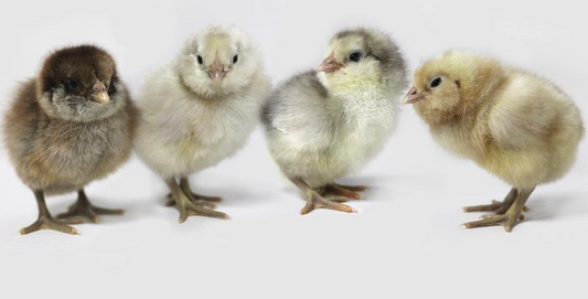 Ameraucana Chicks - Available Now!
