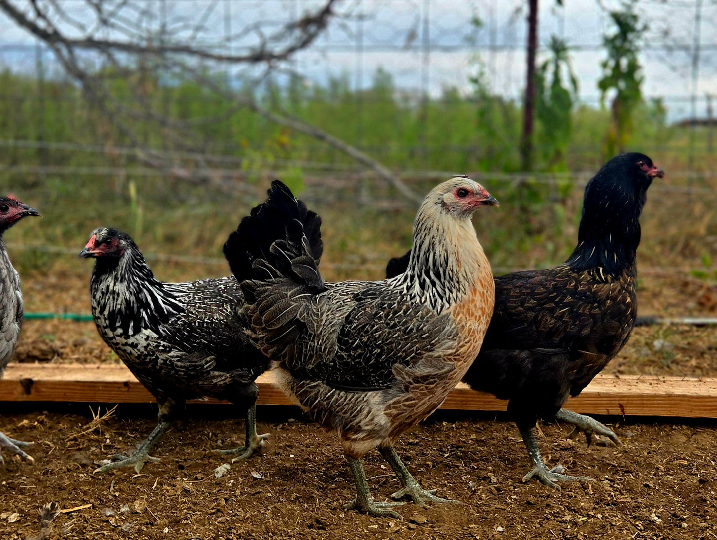 Ameraucana Chicks - Out of Stock