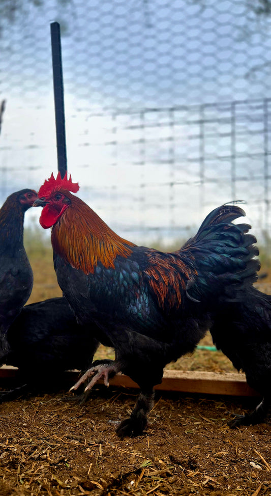 French Black Copper Maran Chick