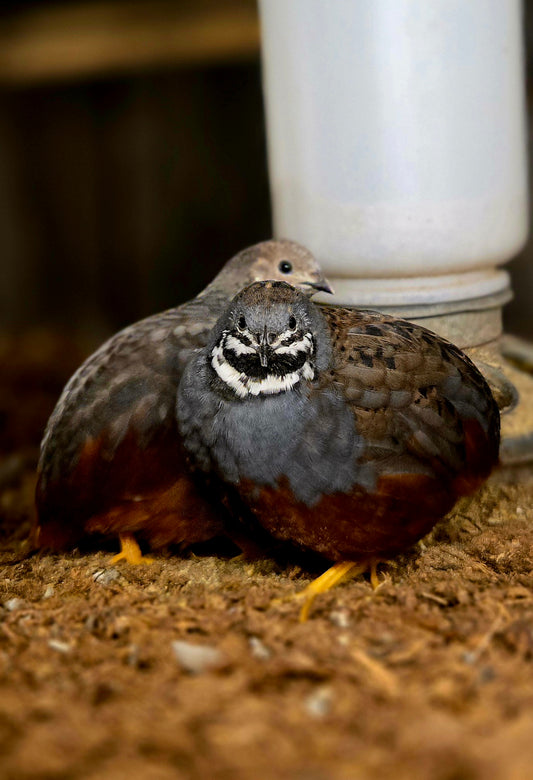 Chinese Painted Button Quail - Rare Colors! Available Now!