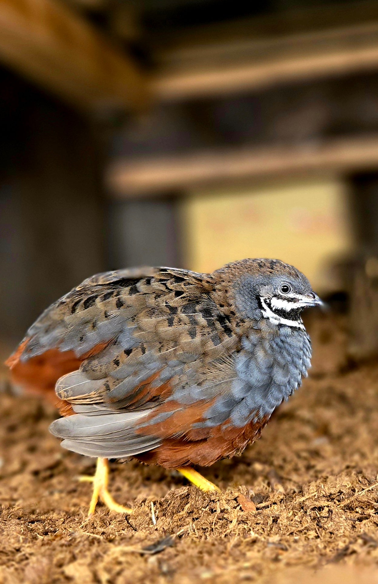 Chinese Painted Button Quail - Rare Colors! Available Now!