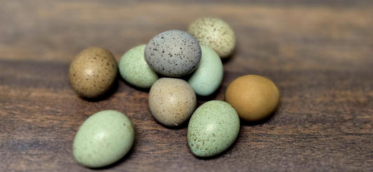 Chinese Painted Button Quail - Hatching Eggs For Sale - Available now!