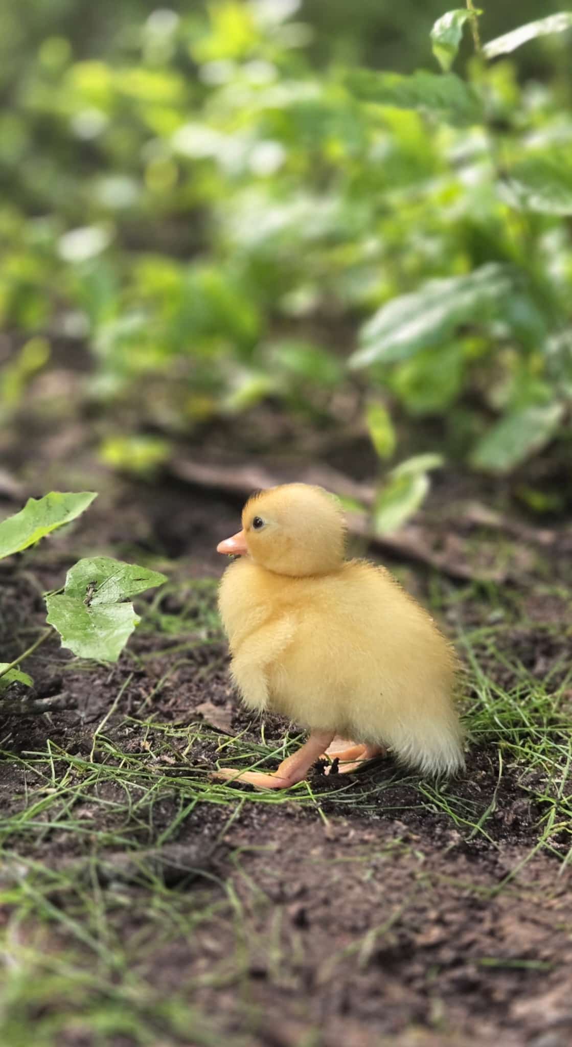 Pure Bred White Call Duck Hatching Eggs