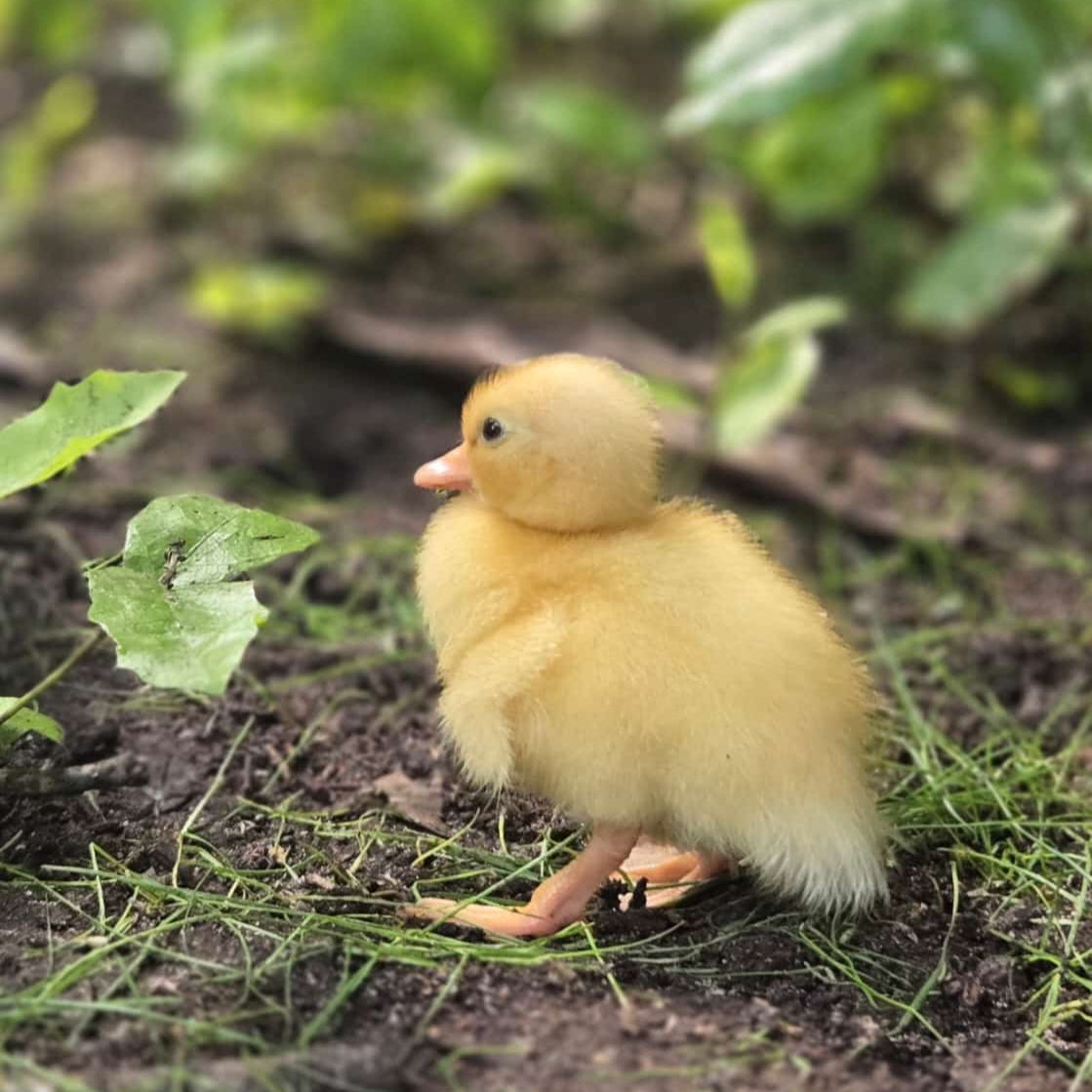 Purebred White Call Ducklings Straight Run - taking orders for Feb 2026