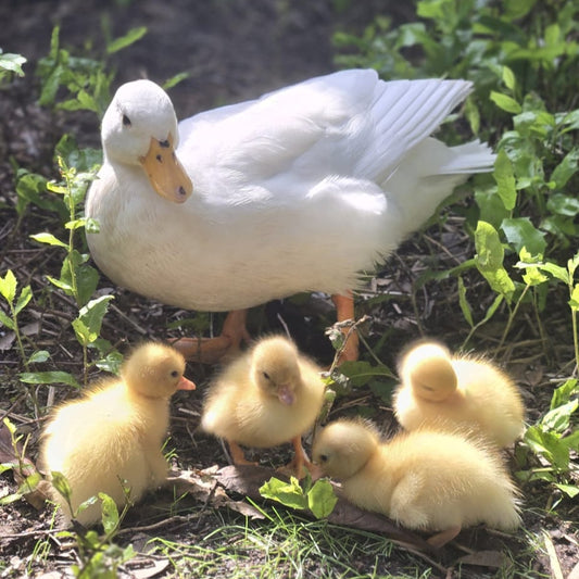 Pure Bred White Call Duck Hatching Eggs