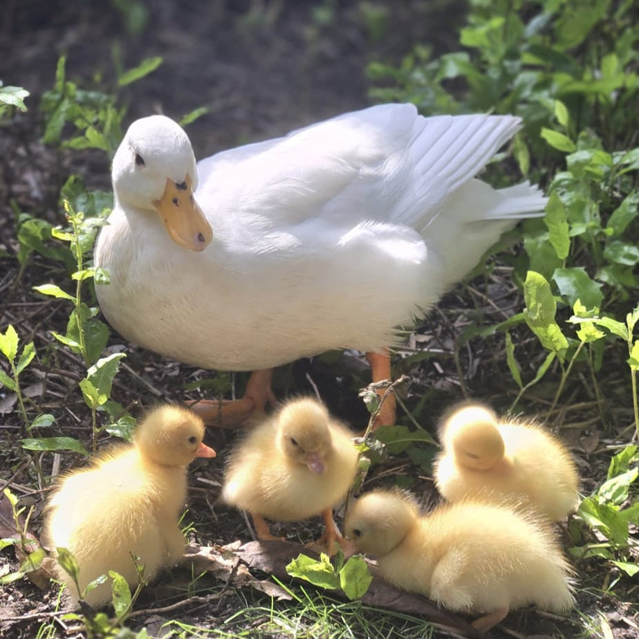 Purebred White Call Ducklings Straight Run - taking orders for Feb 2026