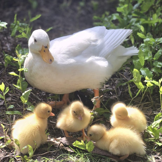 Purebred White Call Ducklings Straight Run - taking orders for Feb 2026