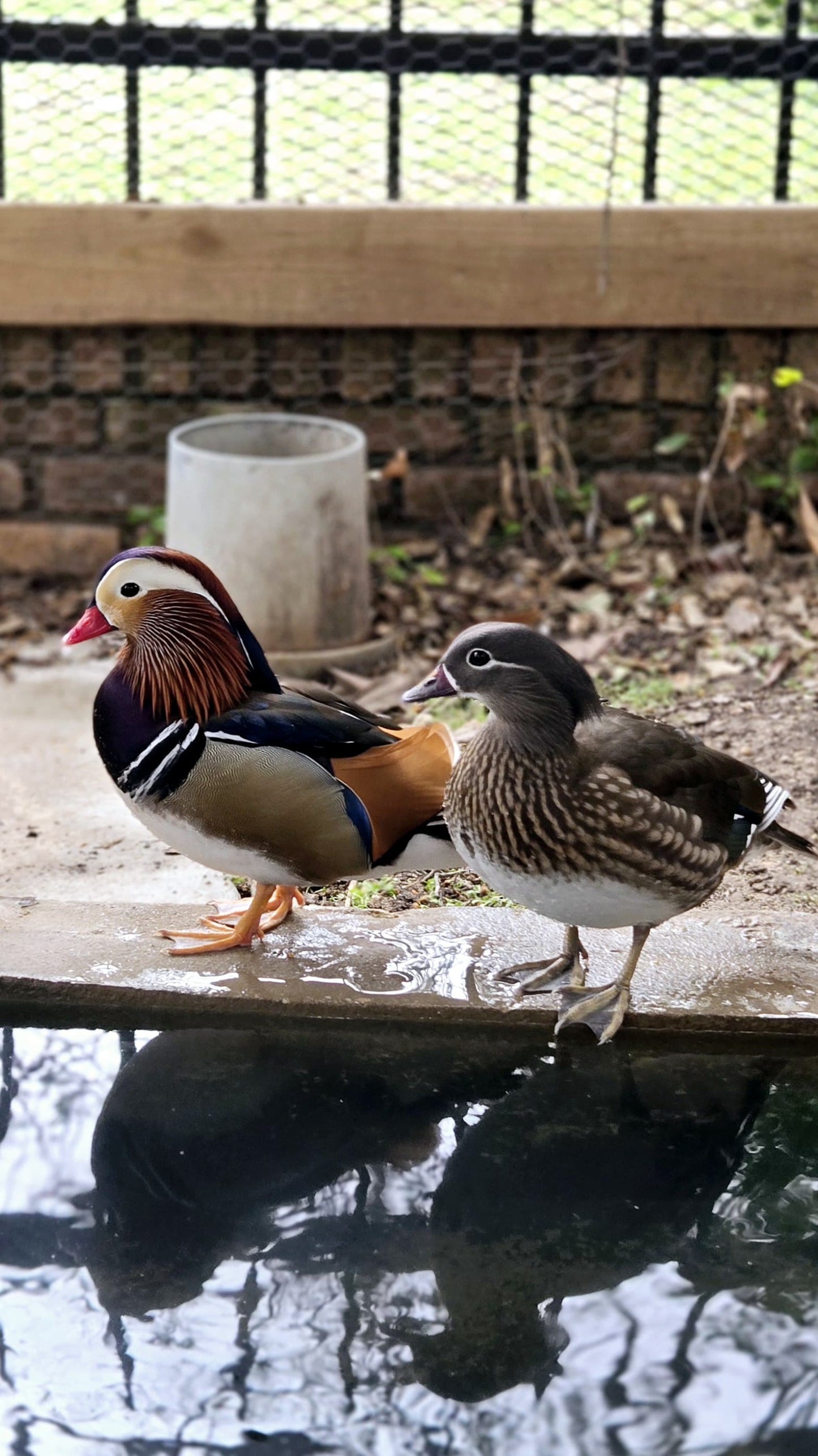 Mandarin Ducks for Sale. Available NOW!