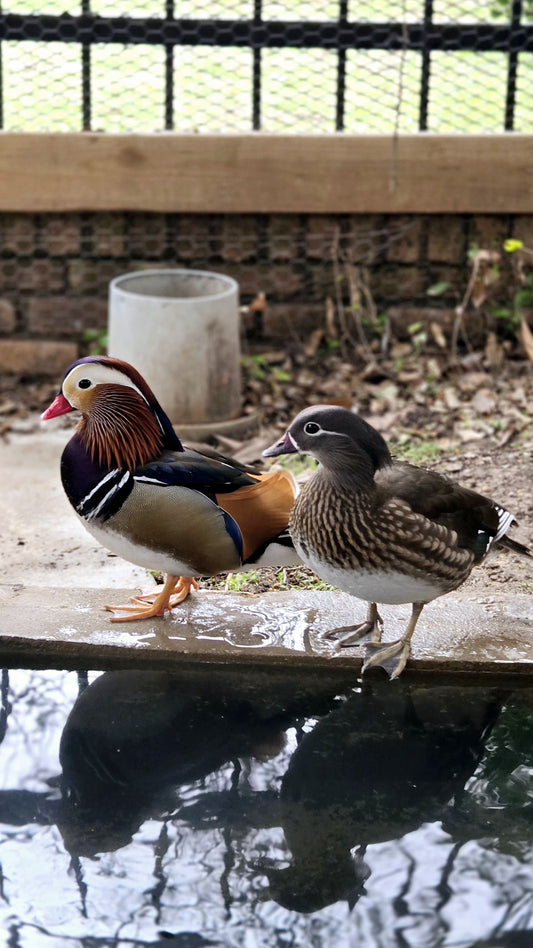 Mandarin Ducks for Sale. Available NOW!