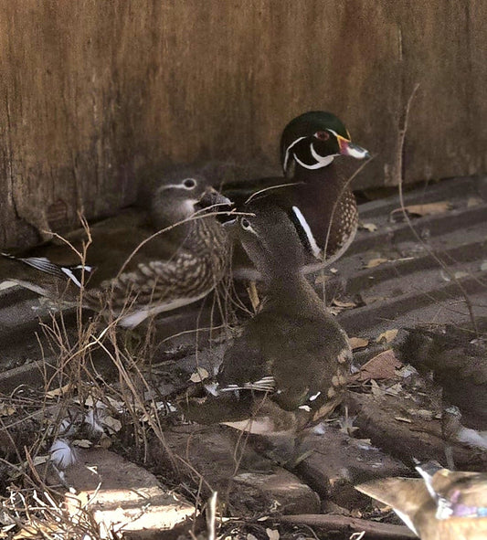 Wood Ducks for sale .