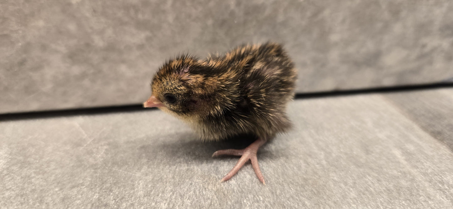 Chinese Painted Button Quail - Rare Colors! Available Now!