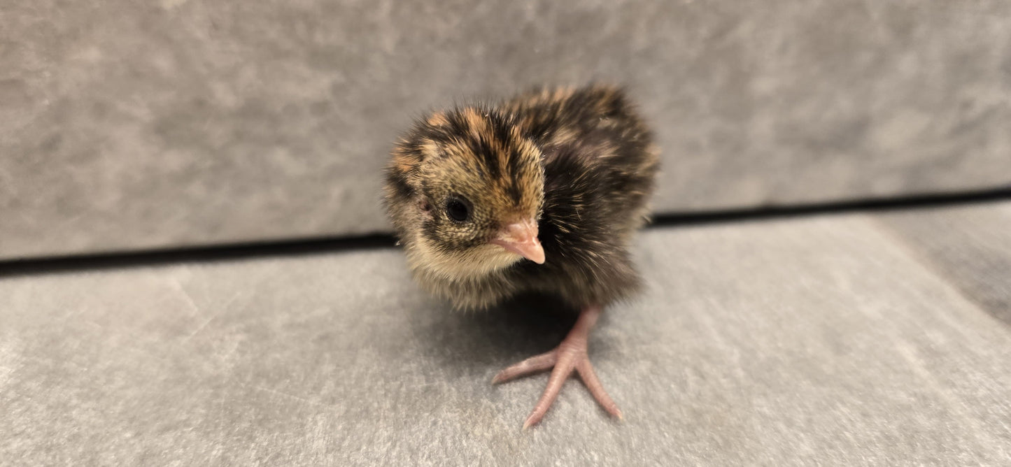 Chinese Painted Button Quail - Rare Colors! Available Now!