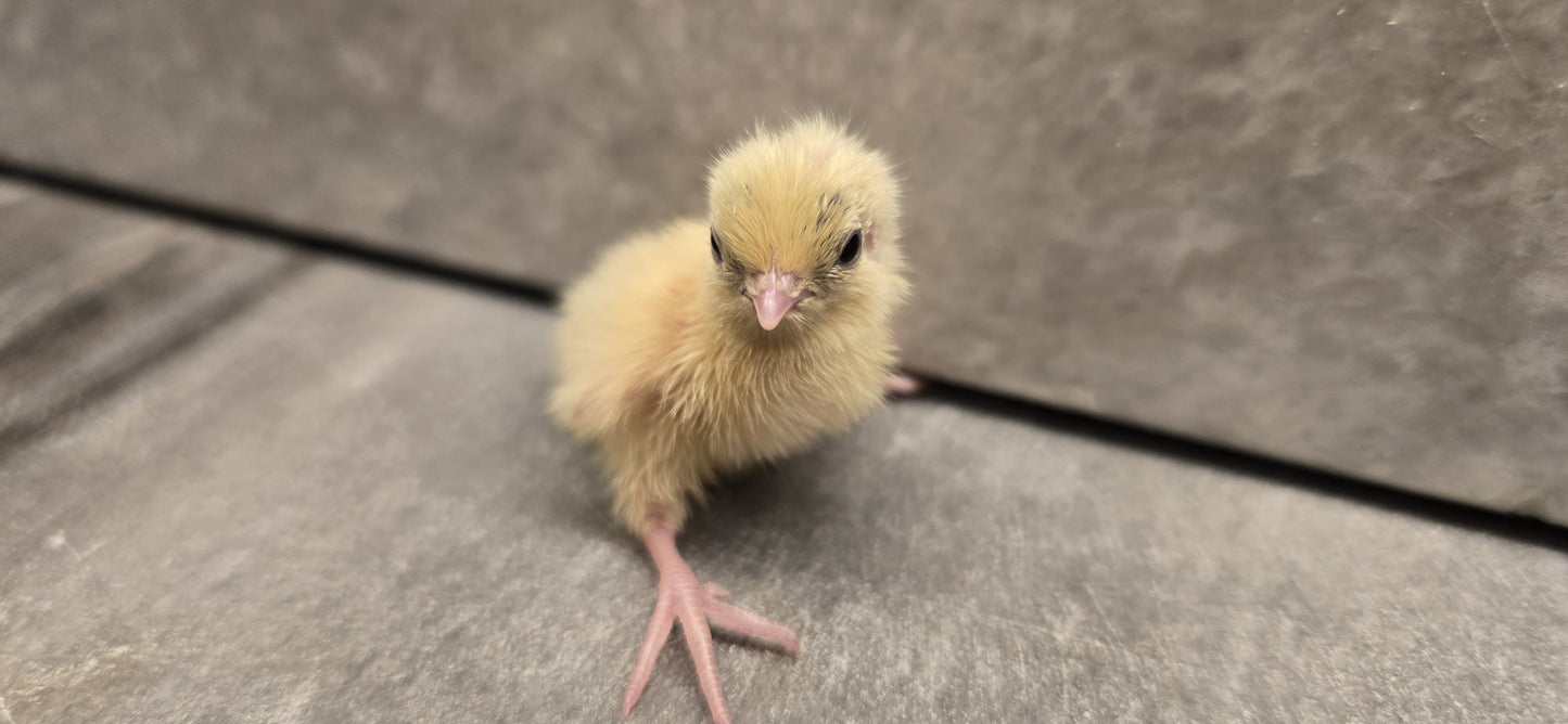 Chinese Painted Button Quail - Rare Colors! Available Now!