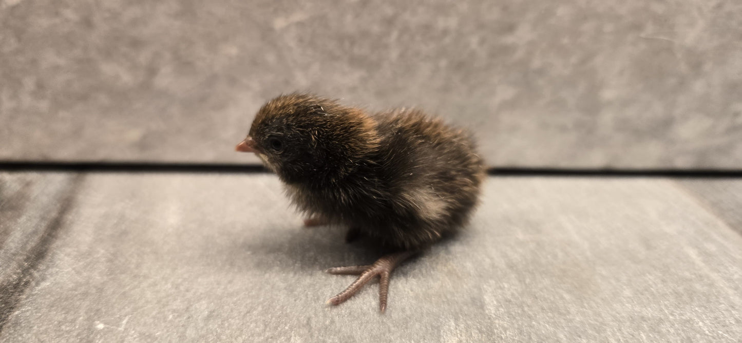 Chinese Painted Button Quail - Rare Colors! Available Now!