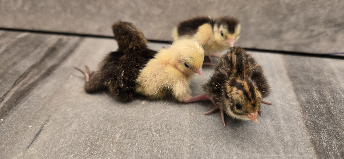 Chinese Painted Button Quail - Rare Colors! Available Now!