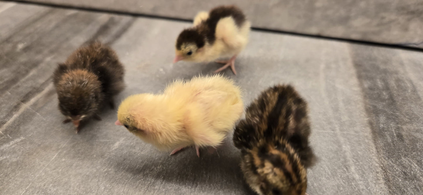 Celadon Coturnix Quail - True Blue Egg Layers - Available Now!