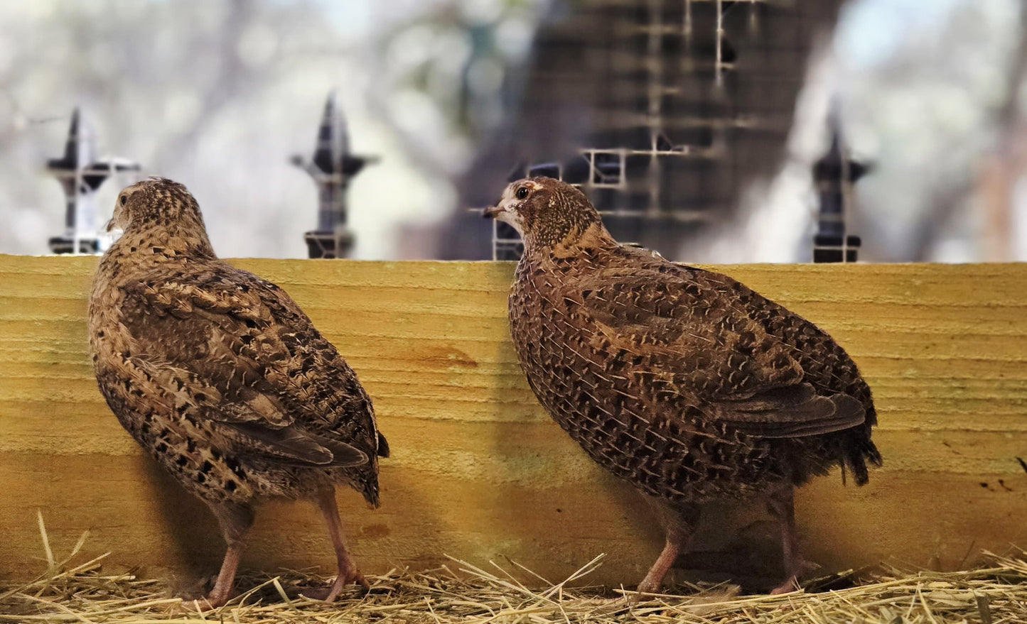 Celadon Coturnix Quail - True Blue Egg Layers - Available Now!