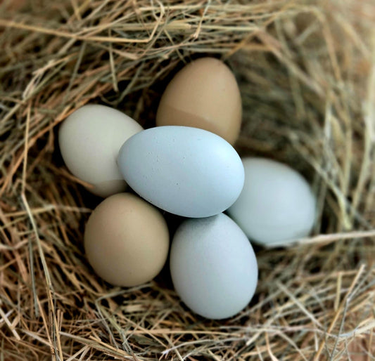 Ameraucana Hatching Eggs
