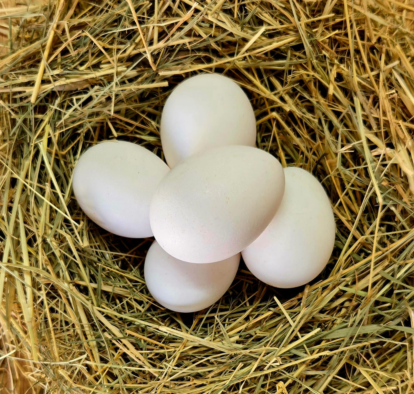 Ancona Hatching Eggs - Out of Stock