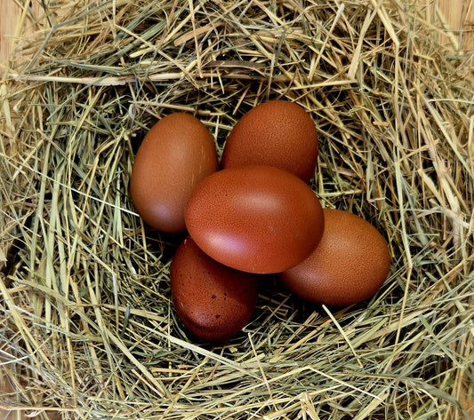 French Black Copper Maran Hatching Eggs