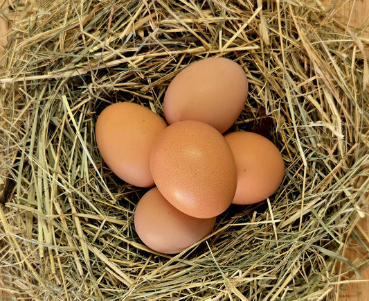 Purebred Rhode Island Red Hatching Eggs