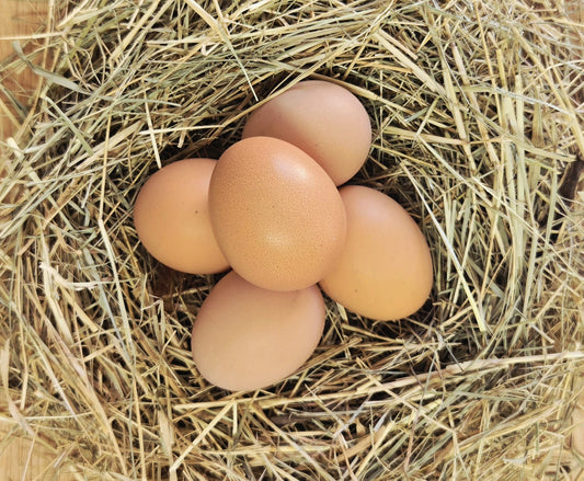 Black Australorp Hatching Eggs