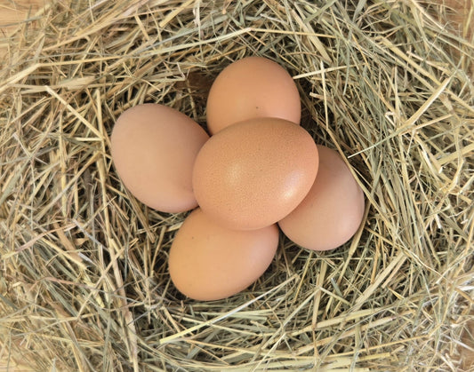 Blue Bresse Hatching Eggs