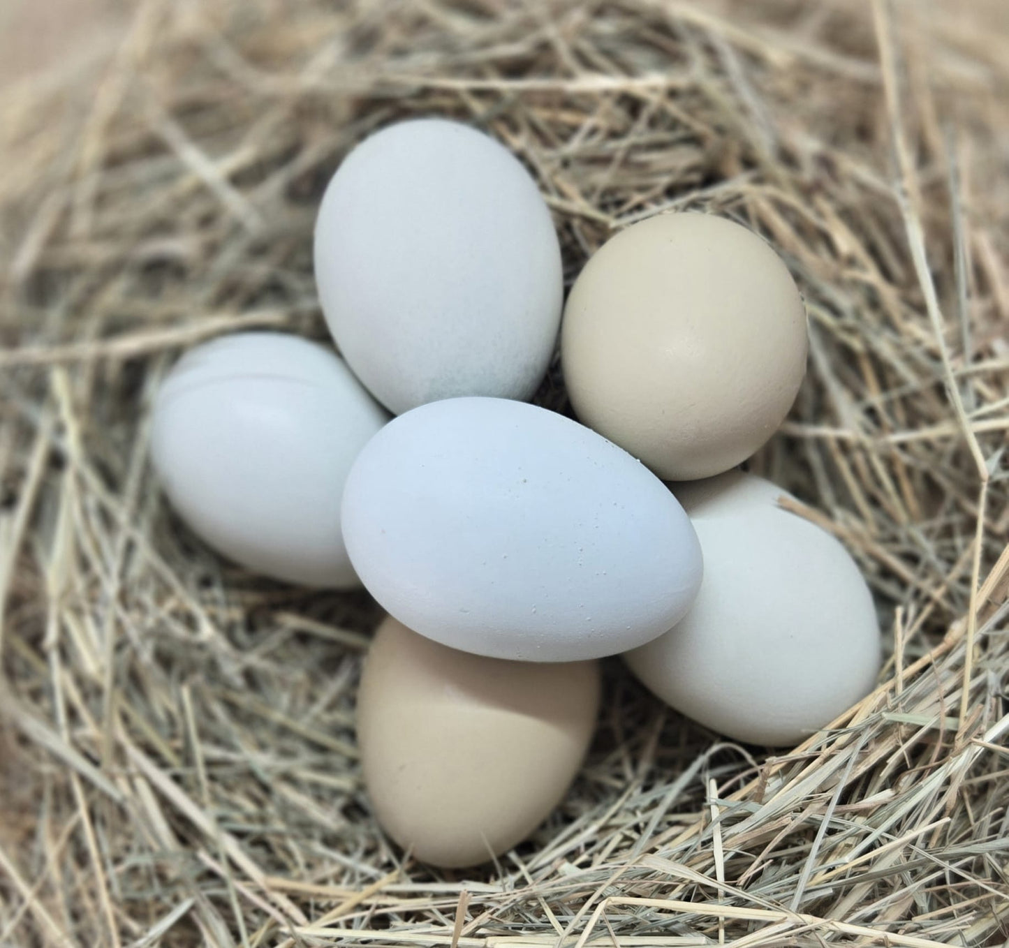 Ameraucana Hatching Eggs