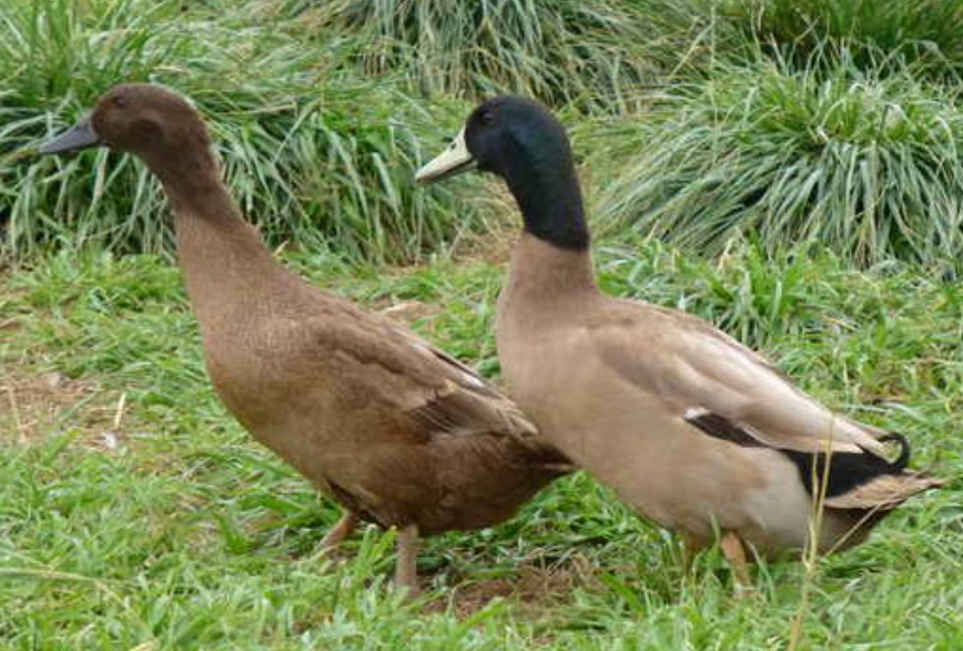 Purebred Khaki Campbell Hatching Eggs
