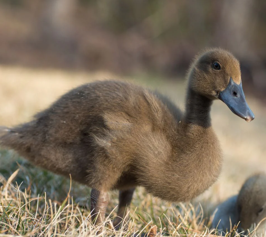 Purebred Khaki Campbell Hatching Eggs
